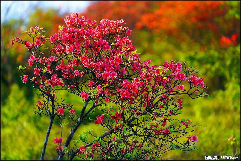【春天,广西桂林灌阳县向您发出邀请!】春木界上映山红 - 游山玩水 - 盐城生活社区 - 盐城28生活网 yancheng.28life.com