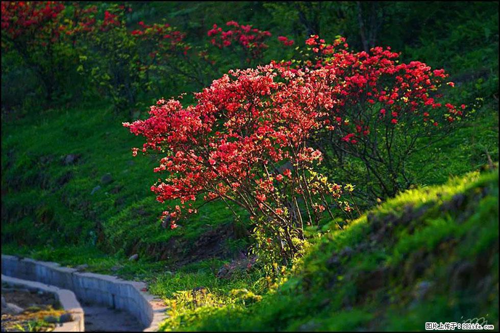 【春天,广西桂林灌阳县向您发出邀请!】春木界上映山红 - 游山玩水 - 盐城生活社区 - 盐城28生活网 yancheng.28life.com