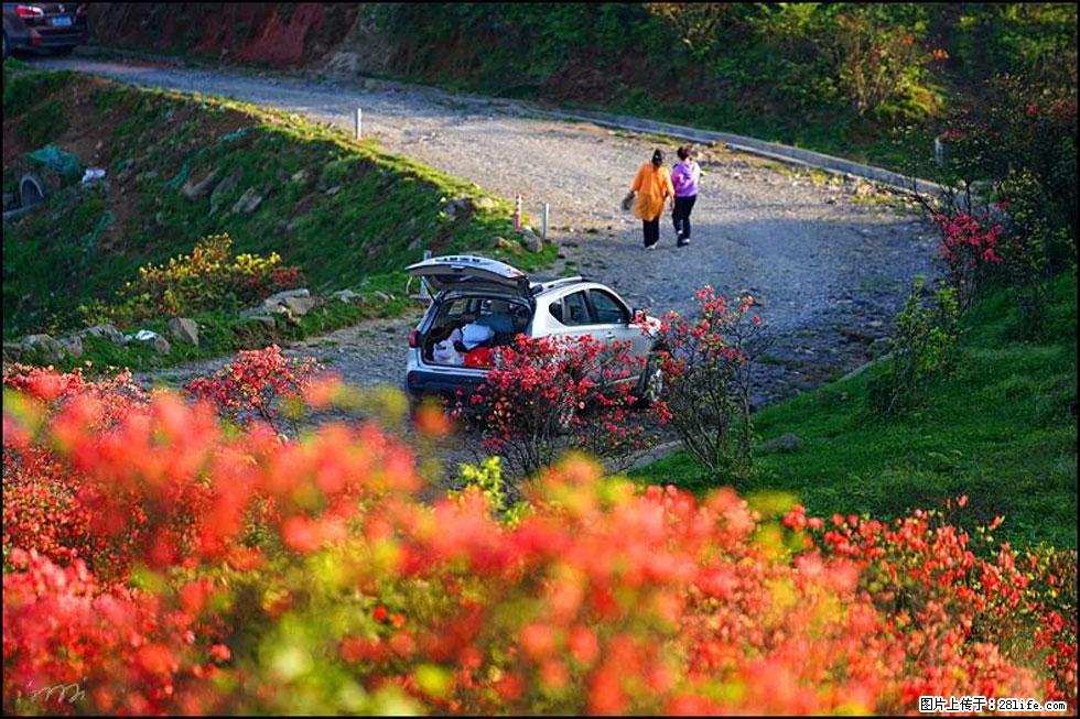 【春天,广西桂林灌阳县向您发出邀请!】春木界上映山红 - 游山玩水 - 盐城生活社区 - 盐城28生活网 yancheng.28life.com