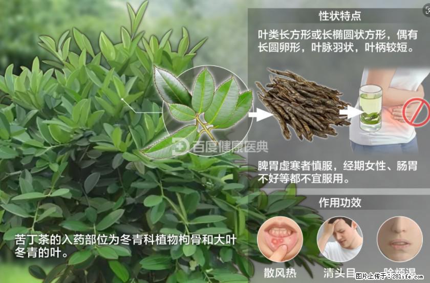 苦丁茶有哪些功效和作用 - 生活百科 - 盐城生活社区 - 盐城28生活网 yancheng.28life.com