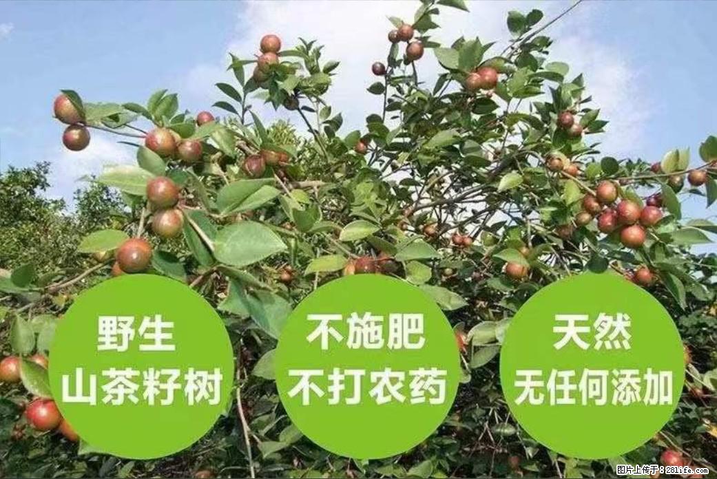 【灌阳县油茶产业示范区】一个有着充实的精神生活的人,对待身外之物自会有一种淡泊的态度 - 美食天地 - 盐城生活社区 - 盐城28生活网 yancheng.28life.com