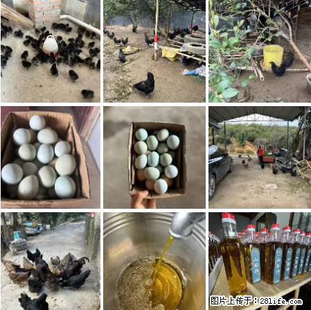 油茶园从小鸡仔开始养起的纯土鸡、土鸡蛋可以预定啦!还有前几天刚榨的纯山茶油哦 - 土特产 - 饮食特产 - 盐城分类信息 - 盐城28生活网 yancheng.28life.com