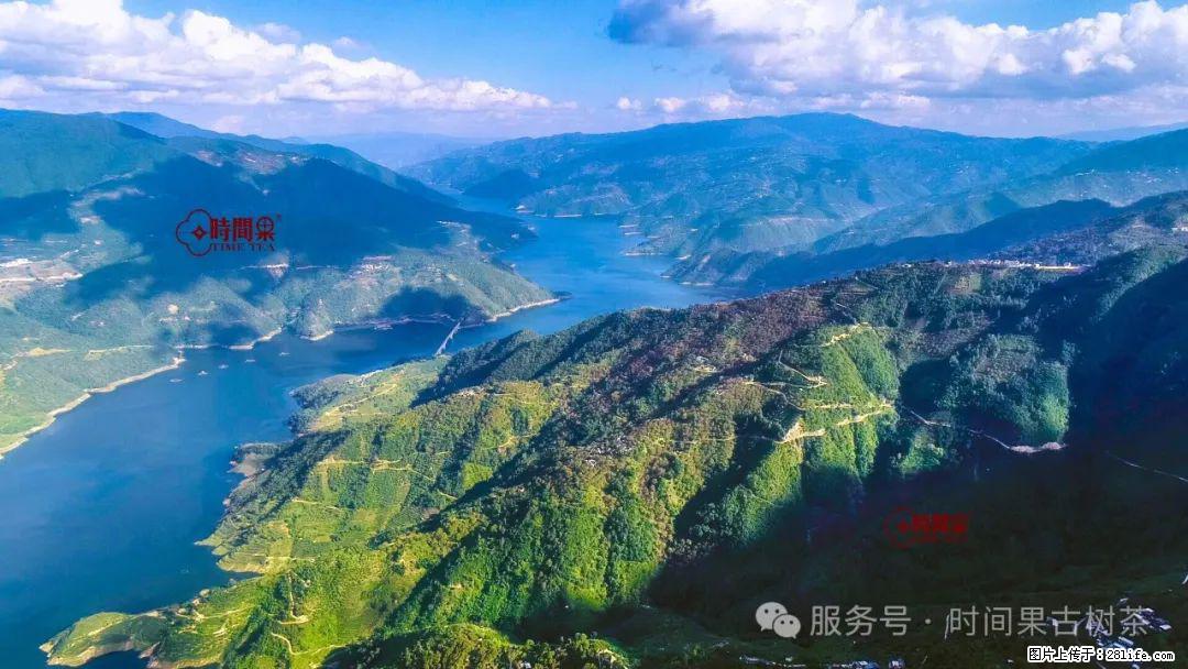 时间果百年古树龙珠普洱生茶 - 购物交流 - 盐城生活社区 - 盐城28生活网 yancheng.28life.com