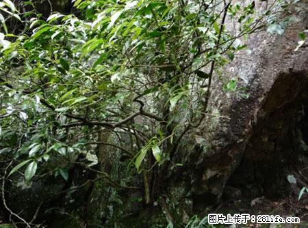 平乐石崖茶，珍贵仅次于金花茶 - 盐城生活资讯 - 盐城28生活网 yancheng.28life.com