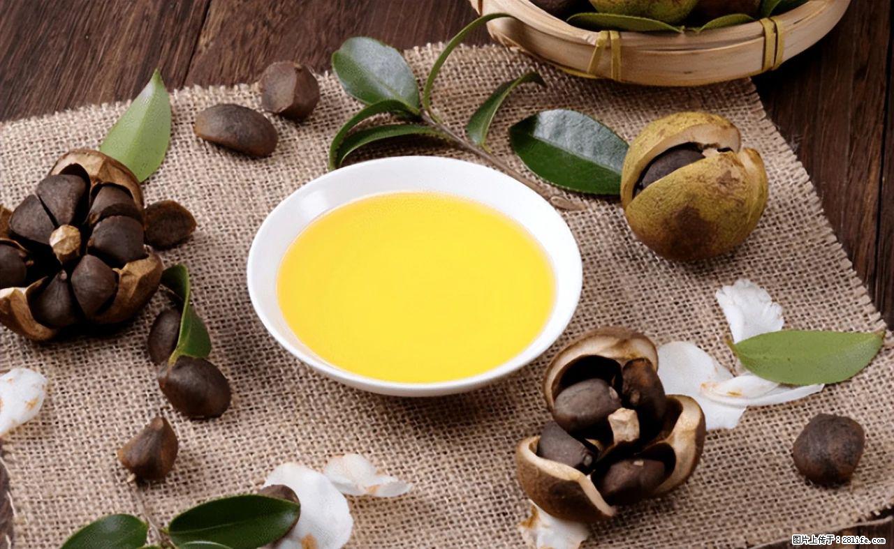 揭秘茶油的5大核心营养成分!被称为人体健康的“守护盾”! - 盐城生活资讯 - 盐城28生活网 yancheng.28life.com