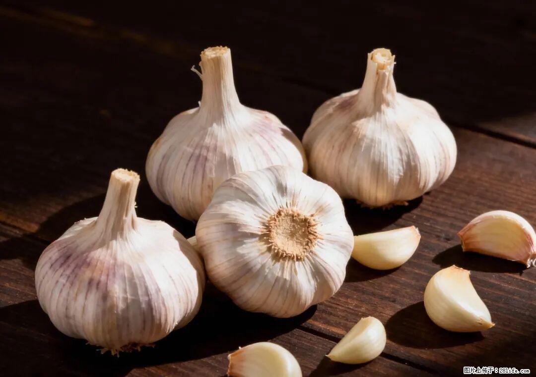 关于大蒜，除了“天然抗生素”，这4个谣言更该警惕! - 盐城生活资讯 - 盐城28生活网 yancheng.28life.com