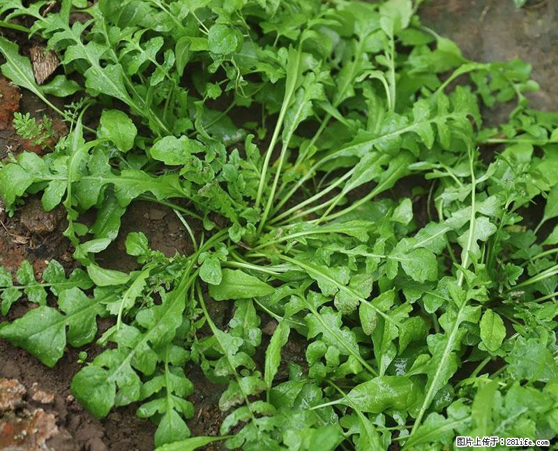 这些蔬菜是“天然钙片”，这6种被医生重点推荐 - 盐城生活资讯 - 盐城28生活网 yancheng.28life.com