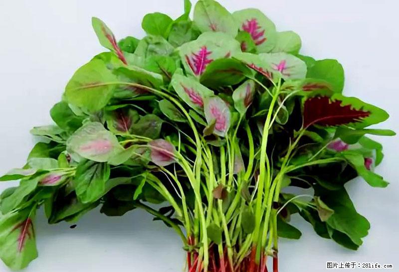 这些蔬菜是“天然钙片”，这6种被医生重点推荐 - 盐城生活资讯 - 盐城28生活网 yancheng.28life.com