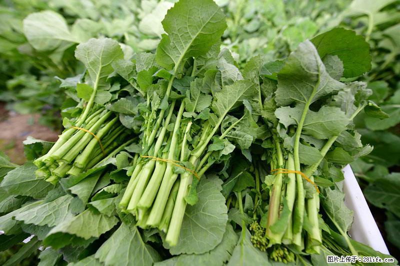 这些蔬菜是“天然钙片”，这6种被医生重点推荐 - 盐城生活资讯 - 盐城28生活网 yancheng.28life.com